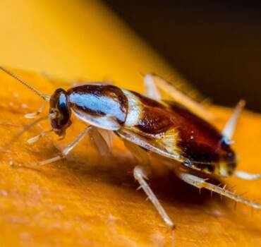 Plaga de Cucarachas
