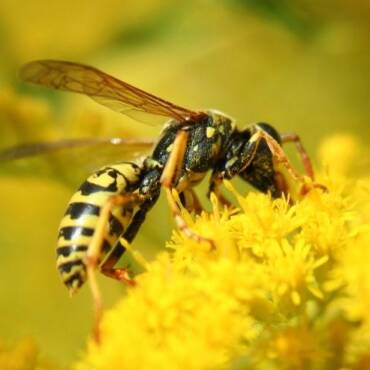 Plaga de avispas