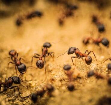 Plaga de hormigas