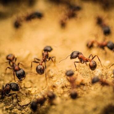 Plaga de hormigas