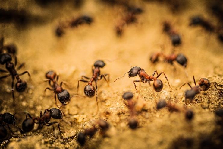 Plaga de hormigas