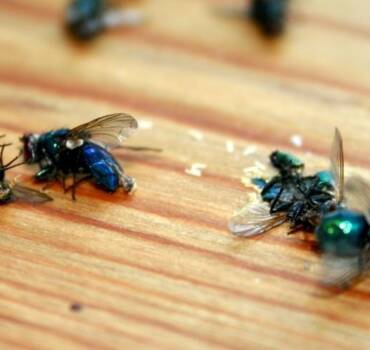 Plaga de moscas