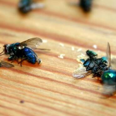 Plaga de moscas