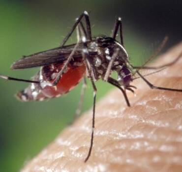 Control de <br>&nbsp;mosquitos en Madrid