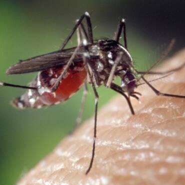 Plaga de mosquitos