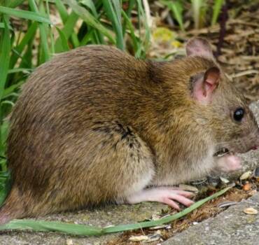 Control de <br>&nbsp;ratas y ratones en Madrid