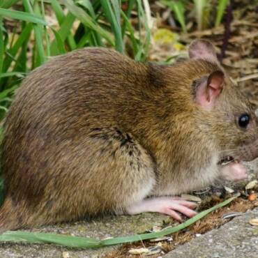 Plaga de ratas y ratones