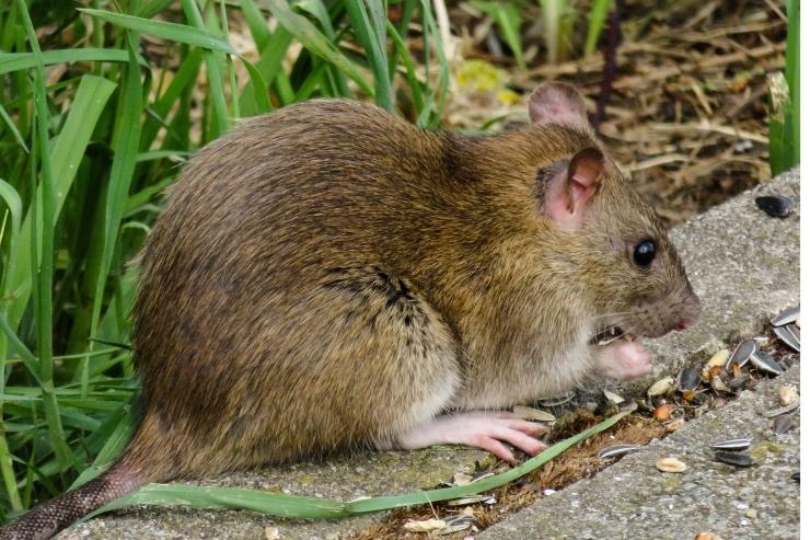 Plaga de ratas y ratones