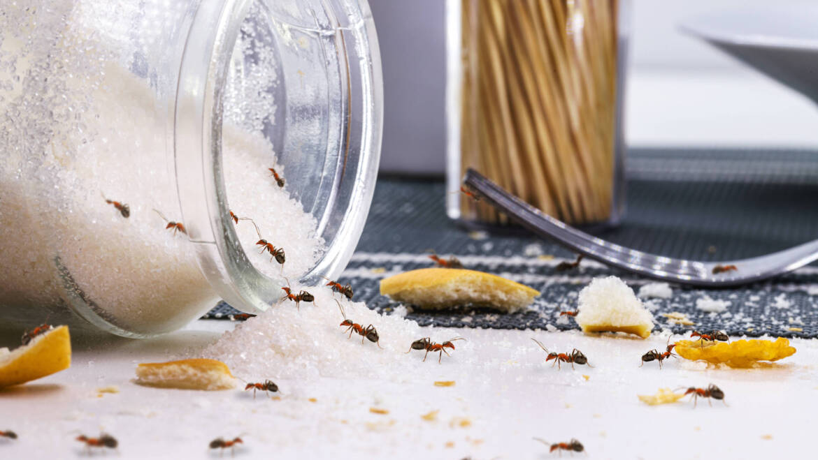 7 CONSEJOS UTILES PARA QUE TU ALMACÉN SEA A PRUEBA DE PLAGAS